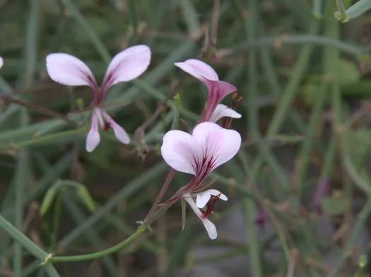 Botanische tuinen Münster (Duitsland)